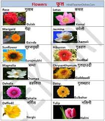 hindi charts for kids flowers hindi language learning