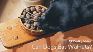 Maybe you would like to learn more about one of these? Can Dogs Eat Walnuts Here S Everything You Need To Know Pawlicy Advisor