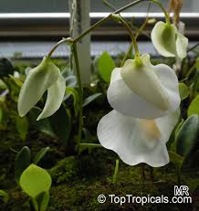 Image result for Utricularia sp.no.1