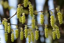 Image result for Hamamelidaceae