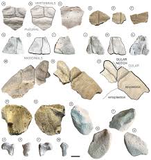 Fossil vertebrates of the early-middle Miocene Cerro Boleadoras Formation,  northwestern Santa Cruz Province, Patagonia, Argentina | Vizcaino | Andean  Geology