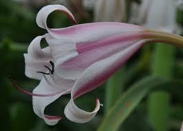 Image result for Crinum walteri