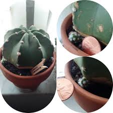 However, cactus thorns/spines aren't so much fun, so i keep a roll of duct tape at home and in the car because i never know when i might get bit by a cactus while nursery hopping which is precisely how i learned about this needed tweezers to remove this one. My Echinopsis Dominos Has Two Babies When Can I Separate Them Cactus