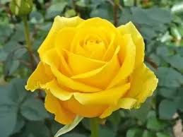 Find images of friendship flower. How Are Friends And Flowers Related Quora