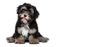 The havanese colors are as diverse as the colors in the rainbow. How To Choose A Havanese Breeder Havanese World