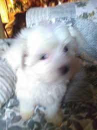 Maltese babies is a maltese and maltipoo breeder in austin, texas. 63 Cheap Maltese Puppy For Sale L2sanpiero
