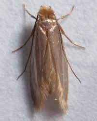 Aug 21, 2020 · pantry moths may look small, but they can cause big problems in your kitchen. Carpet Beetles And Clothes Moths What They Are What They Eat And How To Control Them