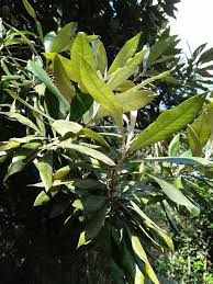 Image result for Brachylaena huillensis