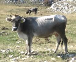 Busa Cattle About Busa Cattle Busa Cattle Breed Busa Cattle Breed Info Busa Cattle Breed Facts Busa Cattle Care Caring Busa Cattle Bus Cattle Breeds Cow
