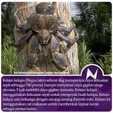 Dan makanan halal adalah makanan yang selain diharamkan dan tidak mengandung zat yang sifatnya haram seperti yang disebutkan berikut ini. Nak Fakta On Twitter Ketam Kelapa Nakfakta Nakbebel