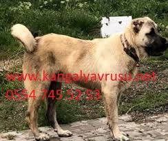 Satilik Kangal Yavrusu Fiyatlari Satilik Kangal