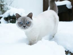 Check spelling or type a new query. All Sizes Lionel In Snow British Shorthair Cat White With Lilac Points Flickr Photo Sharing