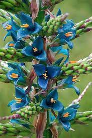 Includes pieces dating from the seventeenth through the nineteenth centuries by artists such as loudon, john hill, ferrari, emanuel sweert, and others. Puya Berteroniana A Bromeliad Native To Chile Blooming Blue At Quail Gardens Encinitas San Diego County Ca Beautiful Flowers Unusual Flowers Rare Flowers