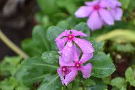 Download and use 10+ periwinkle stock photos for free. Hd Wallpaper Vinca Rosea Madagascar Periwinkle Flowers Rain Drops Nature Wallpaper Flare