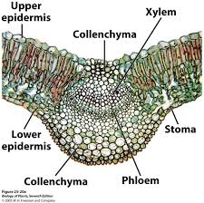 861d16c697765eb9e3c9a932f8d24b16 Jpg 1075 1072 Biology Plants Plant Science Botanical Science