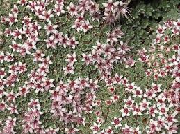 Image result for Pearsonia uniflora