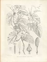 Image result for Isonema infundibuliflorum