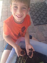 Where to find red wrigglers for vermiculture in Knoxville area?