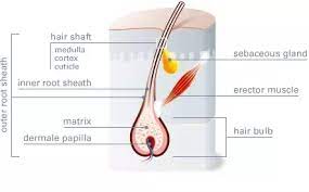 Check spelling or type a new query. What Is The Cellular Structure Of A Root Hair Cell Quora