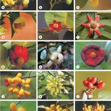 Image result for Dielsiothamnus divaricatus