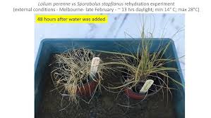 Image result for Sporobolus stapfianus