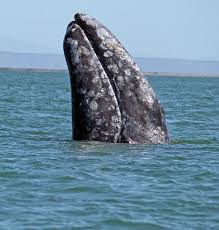31 Worth Saving Ideas Endangered Species Species Endangered