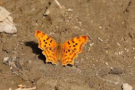 Image result for Polygonia c-album