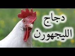 تربية الدجاج أفضل سلالة دجاج بياض وهذا ثمنه بالدرهم المغرب youtube rooster