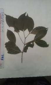 Image result for Cassipourea congoensis