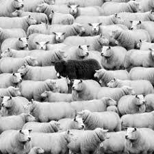 50 Black Sheep Ideas Black Sheep Sheep Black Sheep Of The Family