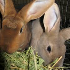 Beveren is a small city near antwerp in belgium. Beveren Rabbits And The Related St Nicholas Blue Rabbits