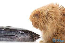 Selain itu keindahan bulu dan juga tingkahnya yang hyperaktif menambah daya tarik dari kucing anggora. 10 Makanan Kucing Anggora Rumahan Dan Rekomendasi Produk Terbaik