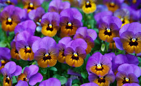 Maybe you would like to learn more about one of these? 10 Best Winter Flowering Plants In India Details And Care Gardening Tips Plants Care Plants Details