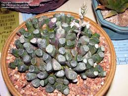 From fall to spring, when growth is most active, water h. Plantfiles Pictures Haworthia Species Haworthia Truncata Var Maughanii By Palmbob