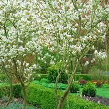 Felsenbirne Felsenbirne Kupfer Felsenbirne Und Garten Anlegen