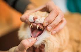The falling cat problem is a problem that consists of explaining the underlying physics behind the observation of the cat righting reflex: Reasons My Cat Is Losing Teeth Lovetoknow