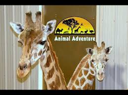 Check spelling or type a new query. Animal Adventure Park S Newest Giraffe Has A Name