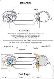 Das Auge Biologie Unterrichten Sachunterricht Grundschule Sachkunde