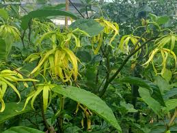 Image result for Cananga