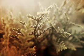 Image result for kabatina thujae