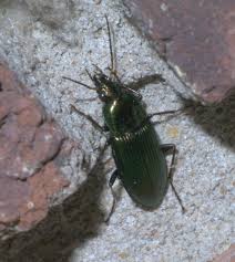 Image result for Poecilostachys