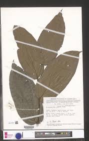 Image result for Anisophyllea