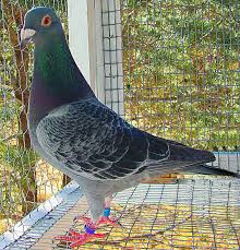Ken E Asley Amp Son Racing Pigeons Kus Kus Sanat Sanat