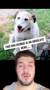 So sad 😔 #george #dog #rip #sad