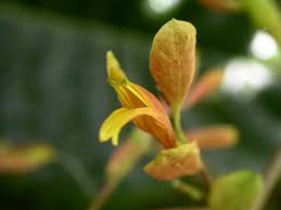 Image result for Justicia matammensis