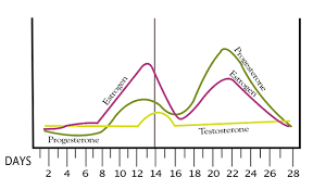 79 Thorough Menses Period Chart