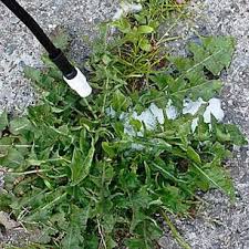Rasenschnitt Zu Schade Fur Die Biotonne Unkraut Vernichten Unkraut Im Garten Pflanzen