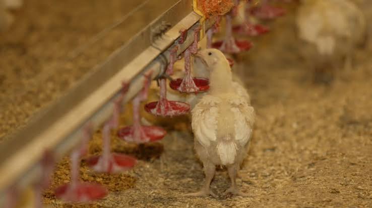 Farm-raised chicken