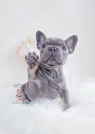 Advertise, sell, buy and rehome french bulldog dogs and puppies with pets4homes. Tan French Bulldog Puppy L2sanpiero