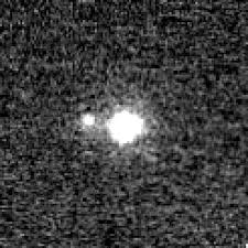 Image result for Salacia